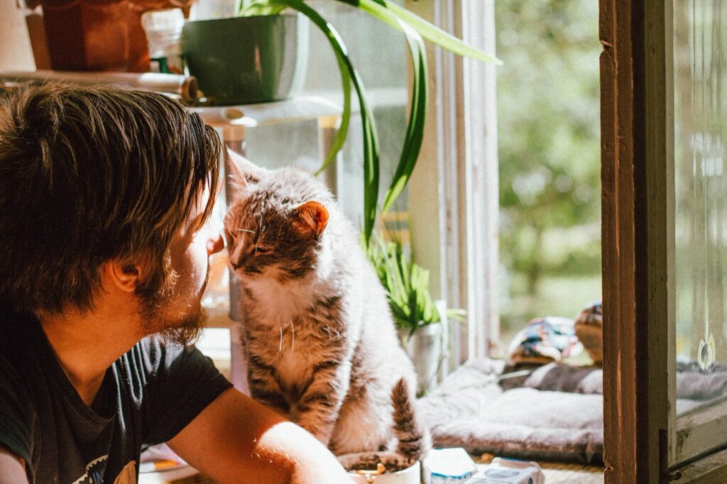 cuidados com gatos em dias quentes