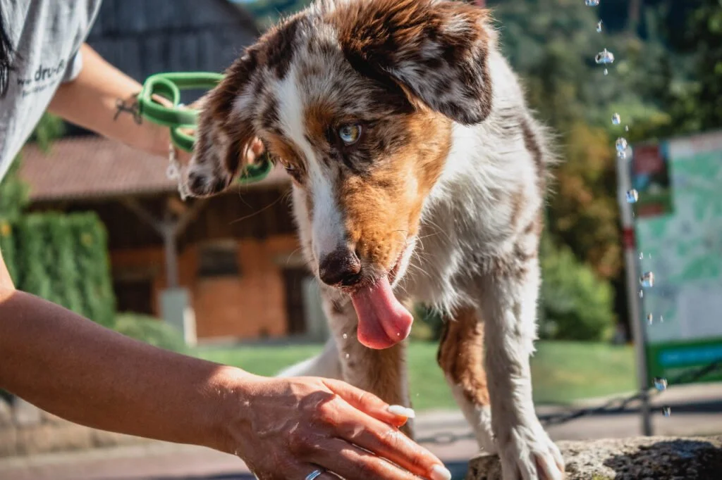 Principais marcas de antipulgas para cachorros 1 marcas de antipulgas