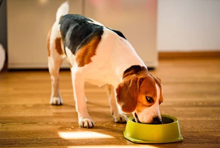 Saiba como fazer seu cão se adaptar à nova ração 2