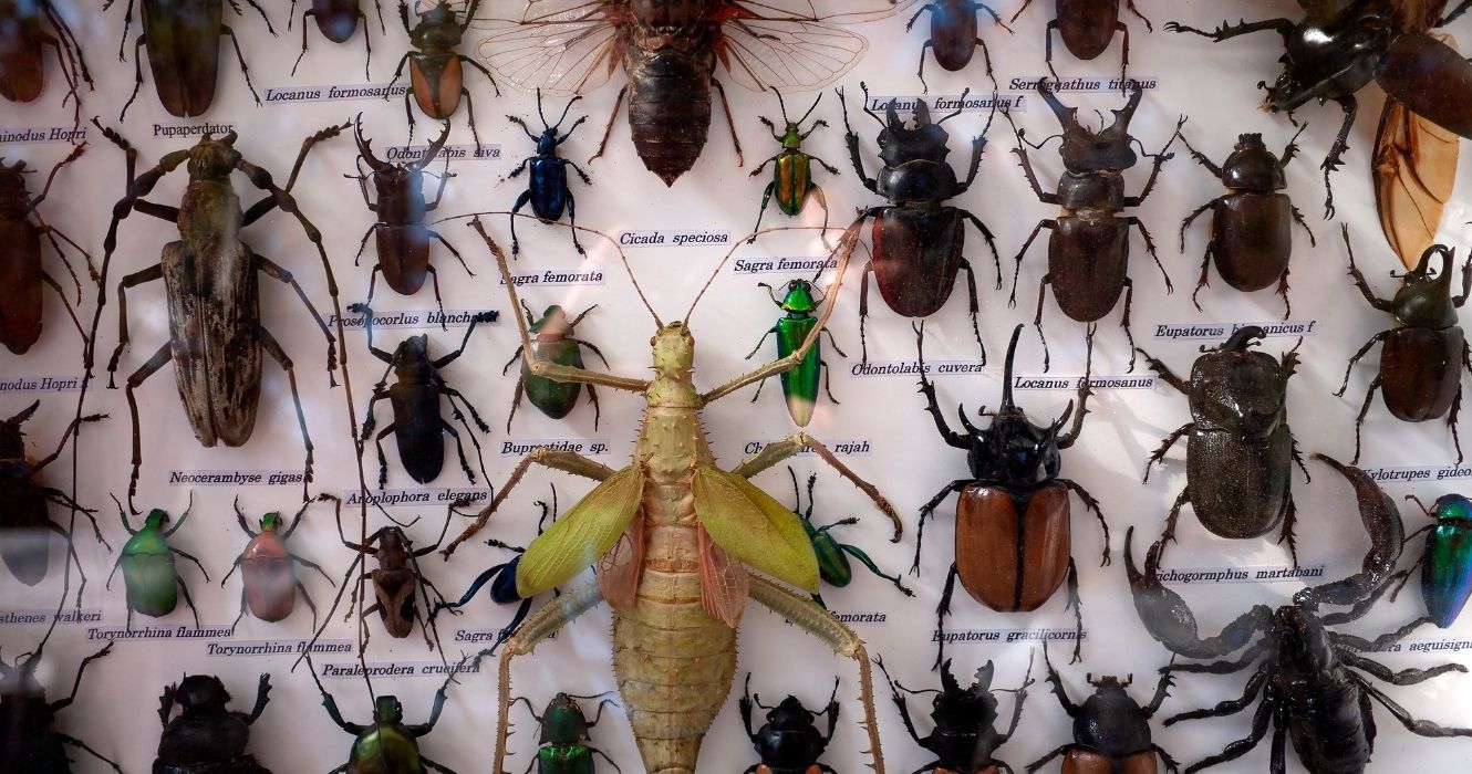 A maior coleção do mundo de insetos e aracnídeos (preservados) está no Canadá 1 uma prancha de taxidermia de insetos
