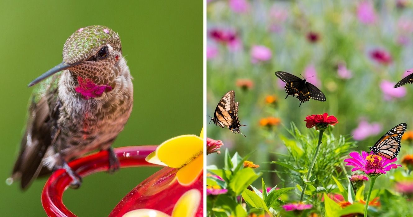 Aqui estão alguns truques para trazer borboletas e beija-flores (ou ambos) para o seu quintal neste verão 1 um beija-flor em um alimentador, borboletas em um jardim