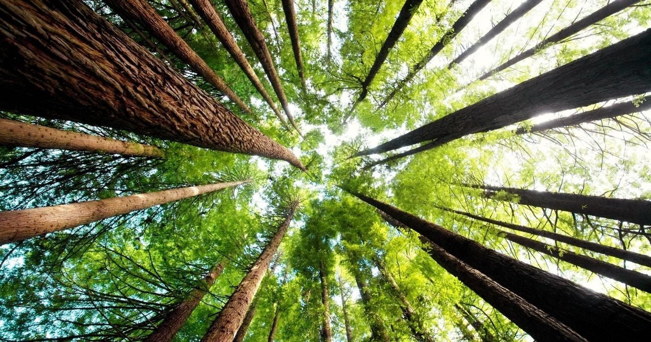 As árvores mais altas do mundo são encontradas na Califórnia, e é por isso que elas são tão importantes 1 sequóias