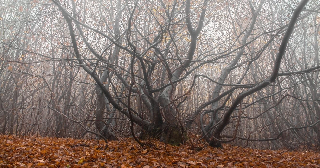 Esta floresta romena é considerada a mais assombrada do mundo 1 uma árvore na floresta hoia baciu