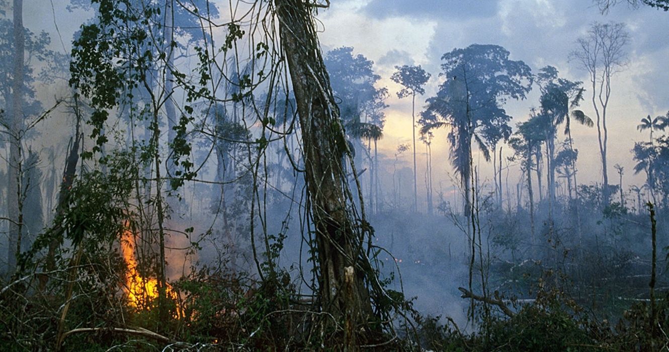 Estas fotos dramáticas do desmatamento provam que todos deveríamos estar plantando mais árvores 1 os efeitos do desmatamento na amazônia