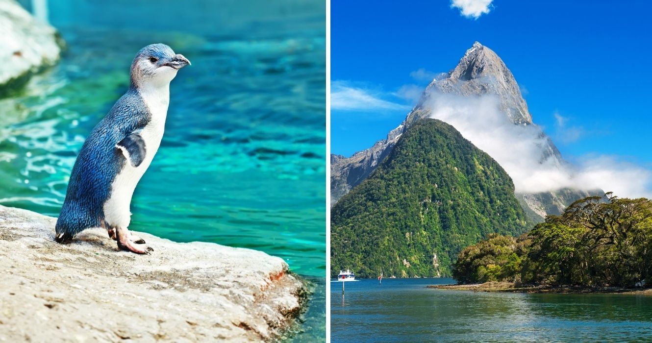 Ilhas livres de pragas da Nova Zelândia permitem que espécies ameaçadas prosperem 1 um pequeno pinguim azul, uma ilha na costa da nova zelândia