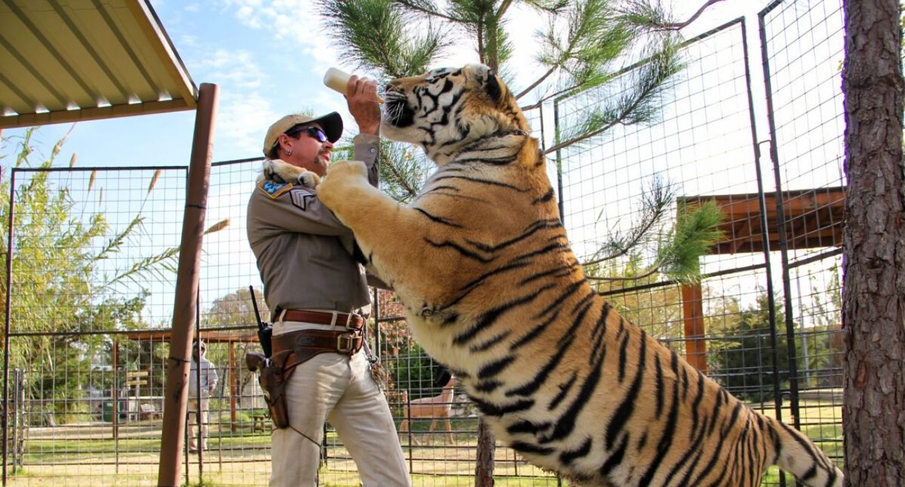 O que 'Tiger King' não mostrou: 10 razões pelas quais Joe Exotic merece estar na prisão 1 joe exotic alimenta um tigre