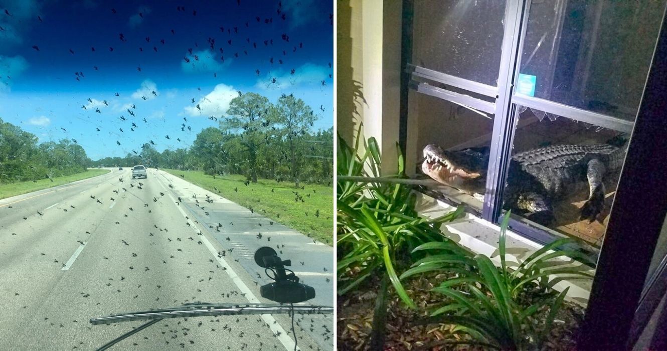 insetos voam contra um para-brisa, um jacaré invade uma casa na Flórida