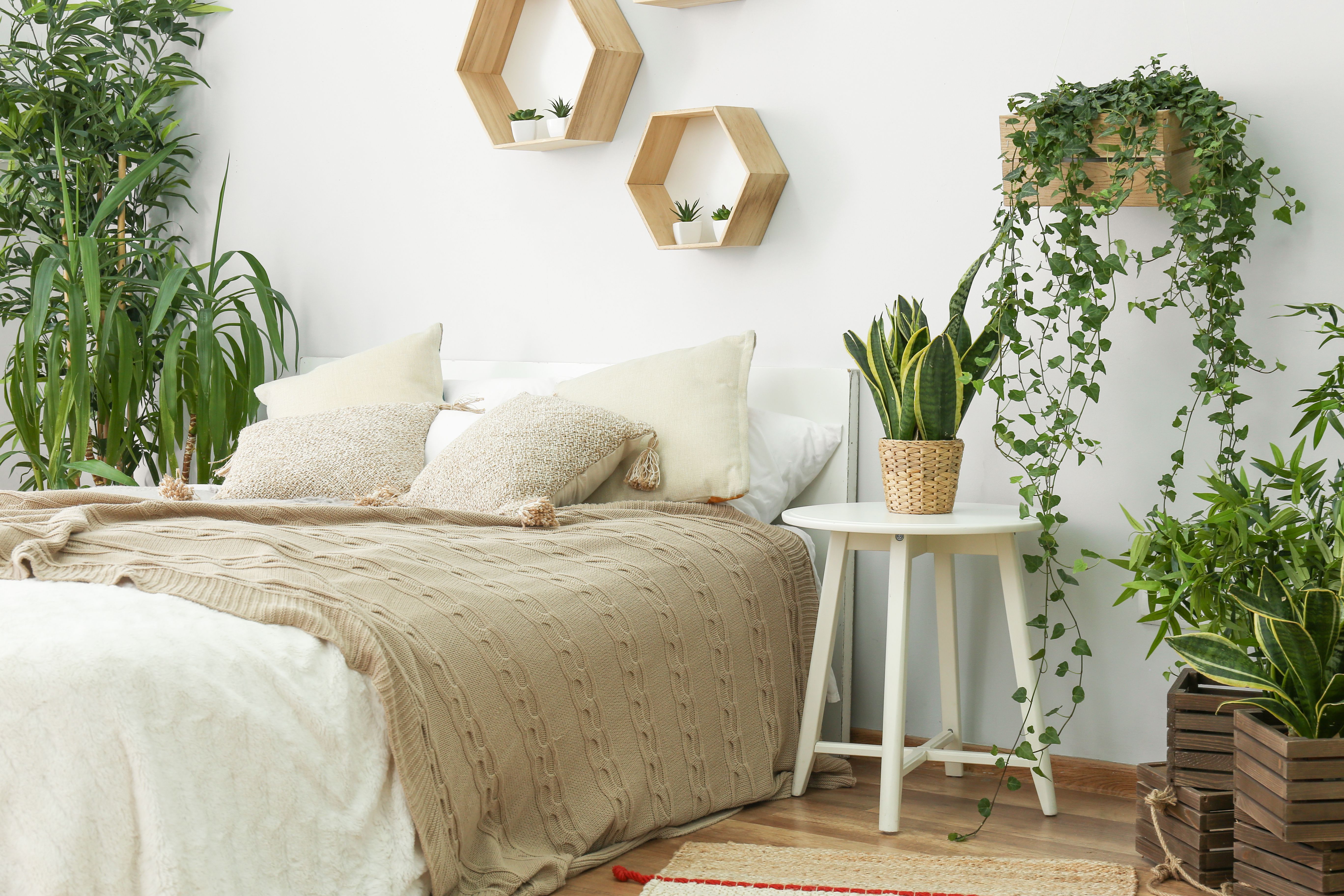 Como entrar no ano novo e estar pronto para novas viagens (primeiro organizando) 2 plantas de casa em um quarto