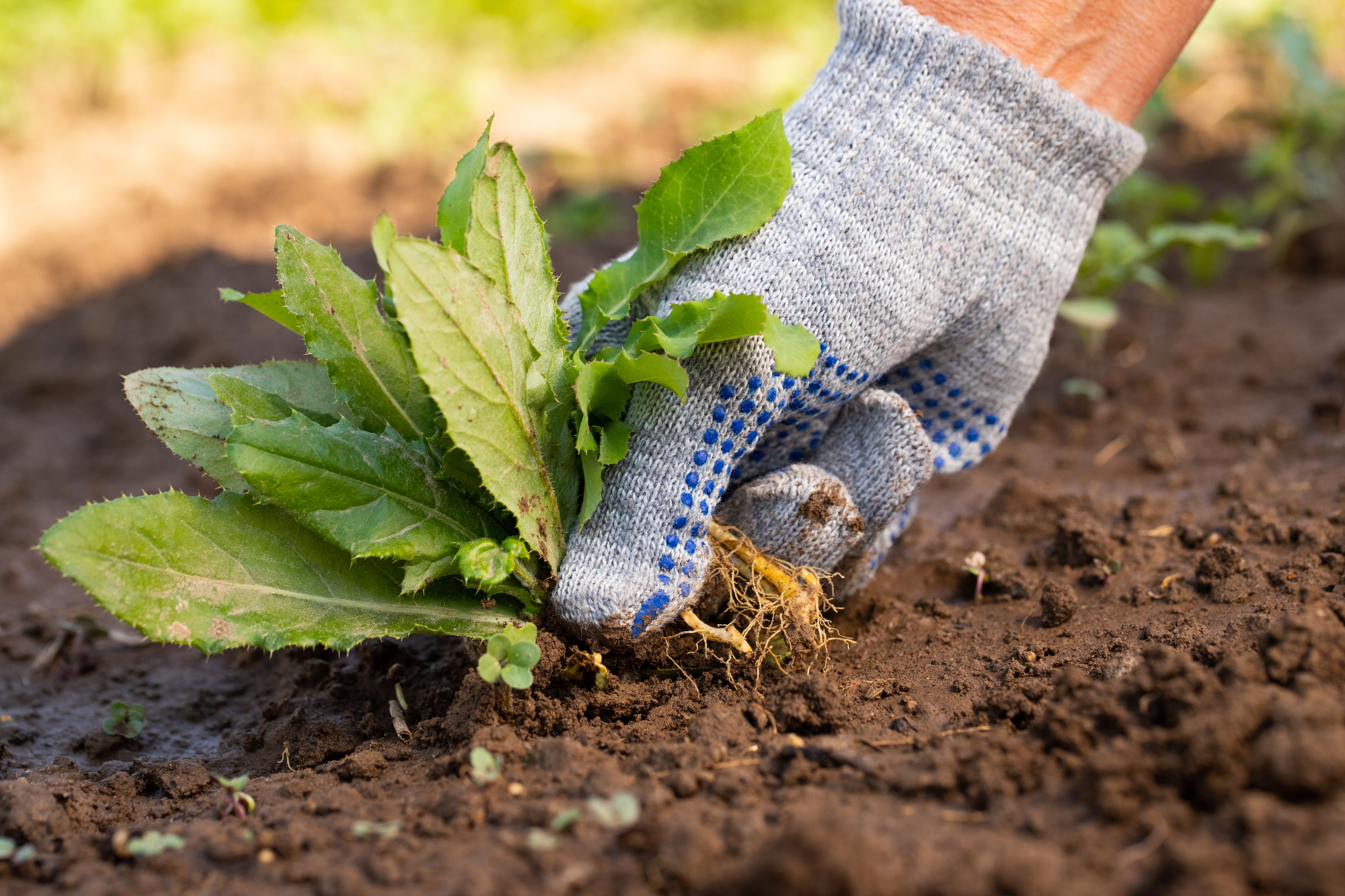 Se você está planejando um jardim de primavera, essas coisas devem estar em sua lista de tarefas 2 arrancar ervas-daninhas