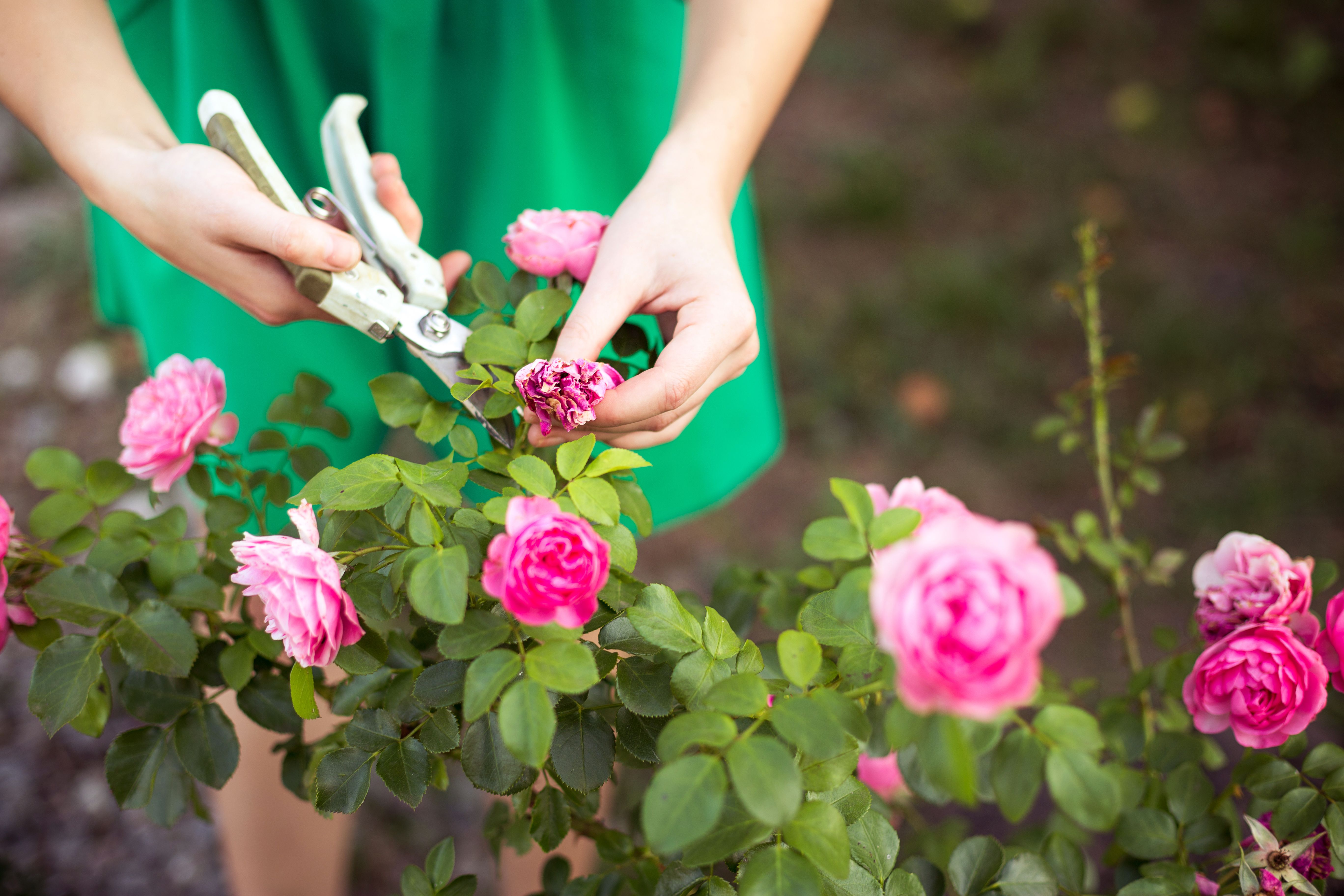 Se você está planejando um jardim de primavera, essas coisas devem estar em sua lista de tarefas 5 podar um arbusto