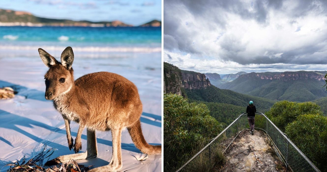 um canguru fica na praia na ilha kangaroo, um observador nas montanhas azuis da austrália