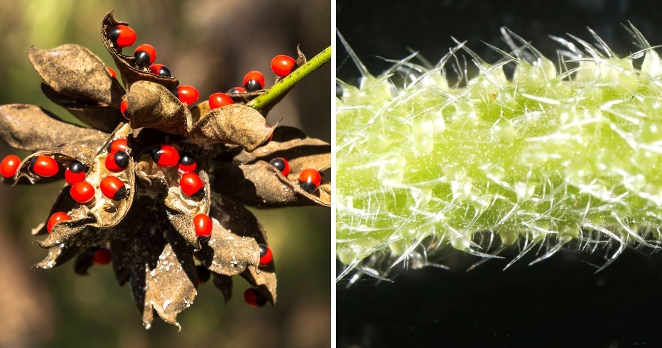 A árvore pungente da Austrália (e mais das plantas mais perigosas do mundo para evitar) 1 a ervilha do rosário, a árvore que arde