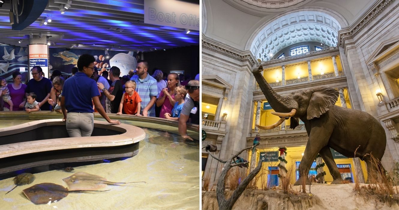 As melhores viagens de campo virtuais para manter o tédio afastado para crianças (e adultos) 1 aquário nacional de baltimore, museu smithsoniano de história natural