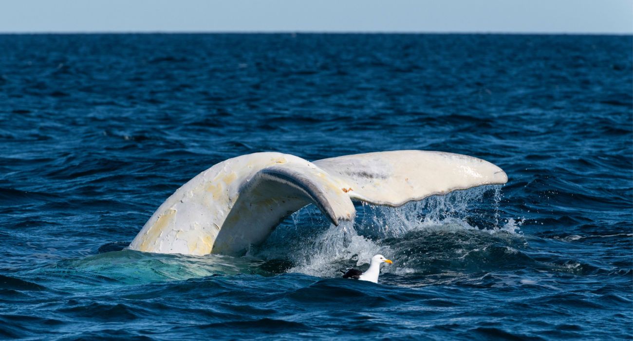 Barbatana caudal de baleia branca no oceano