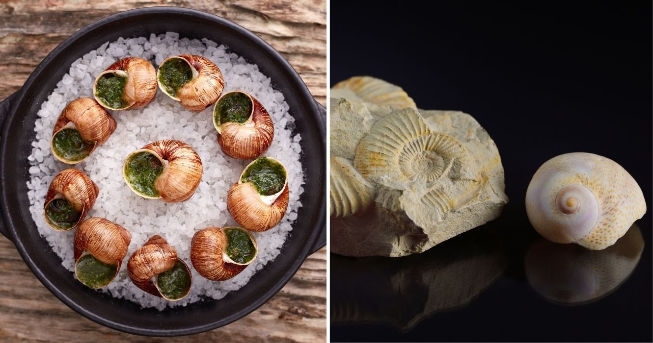 De quem foi a ideia de comer escargot, afinal? Um Pequeno Conto de Caracol 1 De quem foi a ideia de comer escargot, afinal? Um Pequeno Conto de Caracol 1