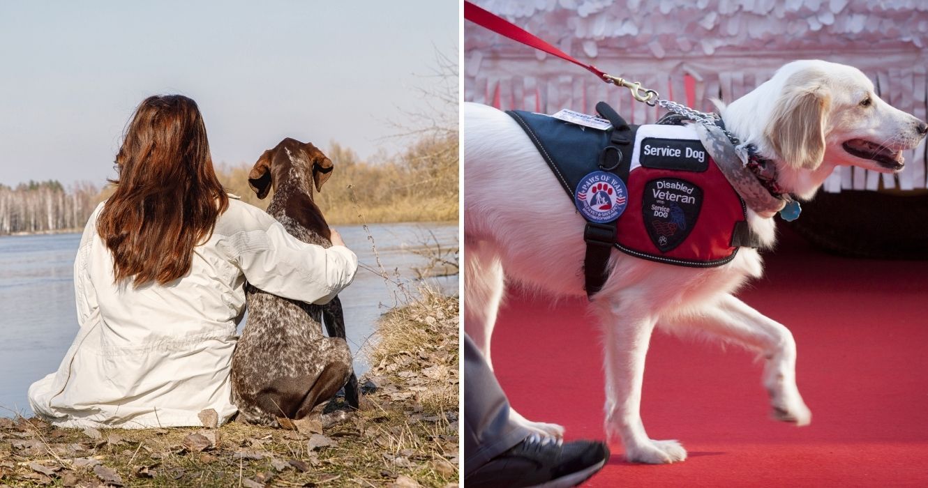 ESA vs. Cão de serviço: o que você deve saber com as novas regras de aterramento para companhias aéreas 1 um cão de apoio emocional, um cão de serviço