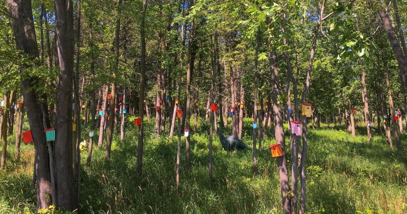 Esta pequena ilha em Vermont é o lar de uma floresta incomum cheia de casas de pássaros 1 floresta de casa de passarinho em south hero, vt