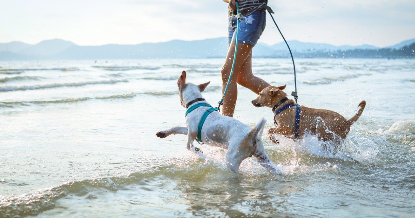 cachorros brincando na praia