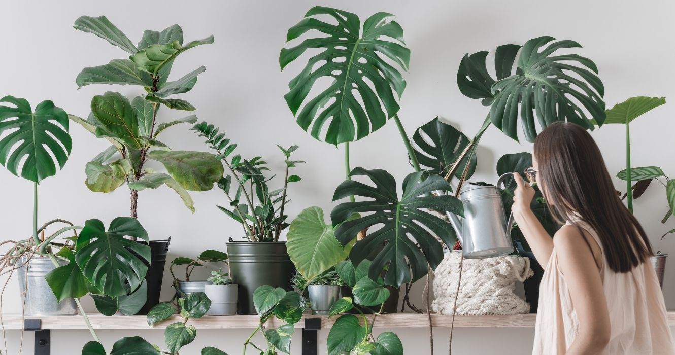 Estas são as melhores plantas de casa para pais de plantas iniciantes 1 uma mulher regando suas plantas de casa