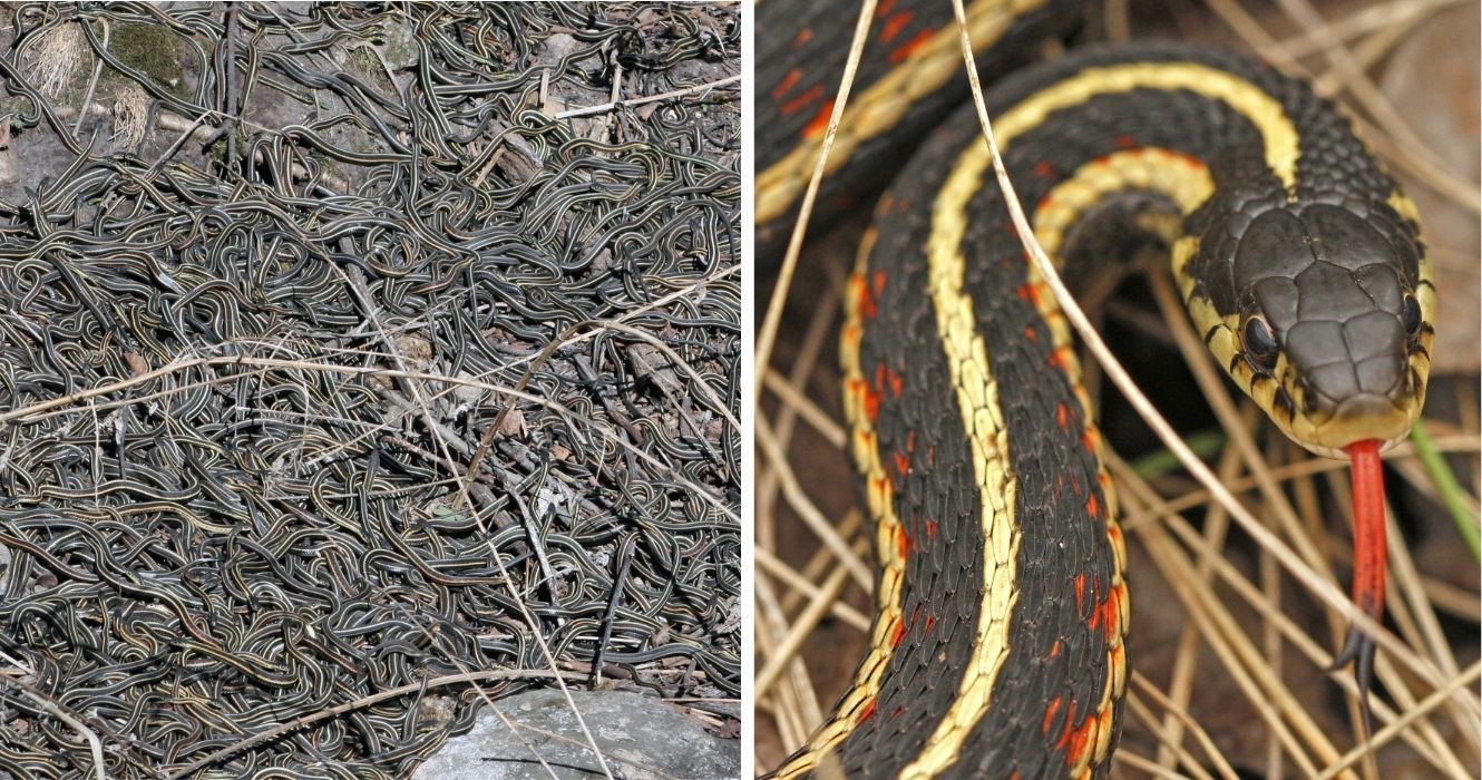 Este poço de cobras canadense tem a maior concentração de cobras (inofensivas) do mundo 1 Este poço de cobras canadense tem a maior concentração de cobras (inofensivas) do mundo 1