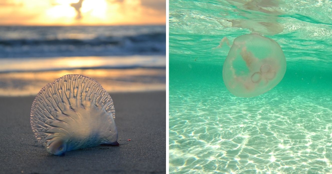 Floridians estão vendo um aumento de medusas este ano e especialistas estão alertando sobre mudanças sazonais 1 Floridians estão vendo um aumento de medusas este ano e especialistas estão alertando sobre mudanças sazonais 1