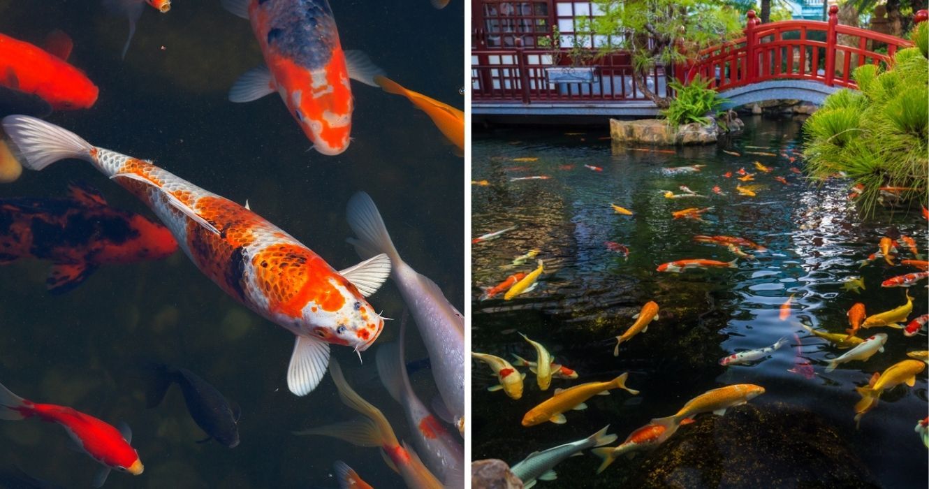 Há mais para saber sobre lagos de carpas do que você pensa, e os peixes neles são fascinantes 1 um peixe koi, um lago de carpas