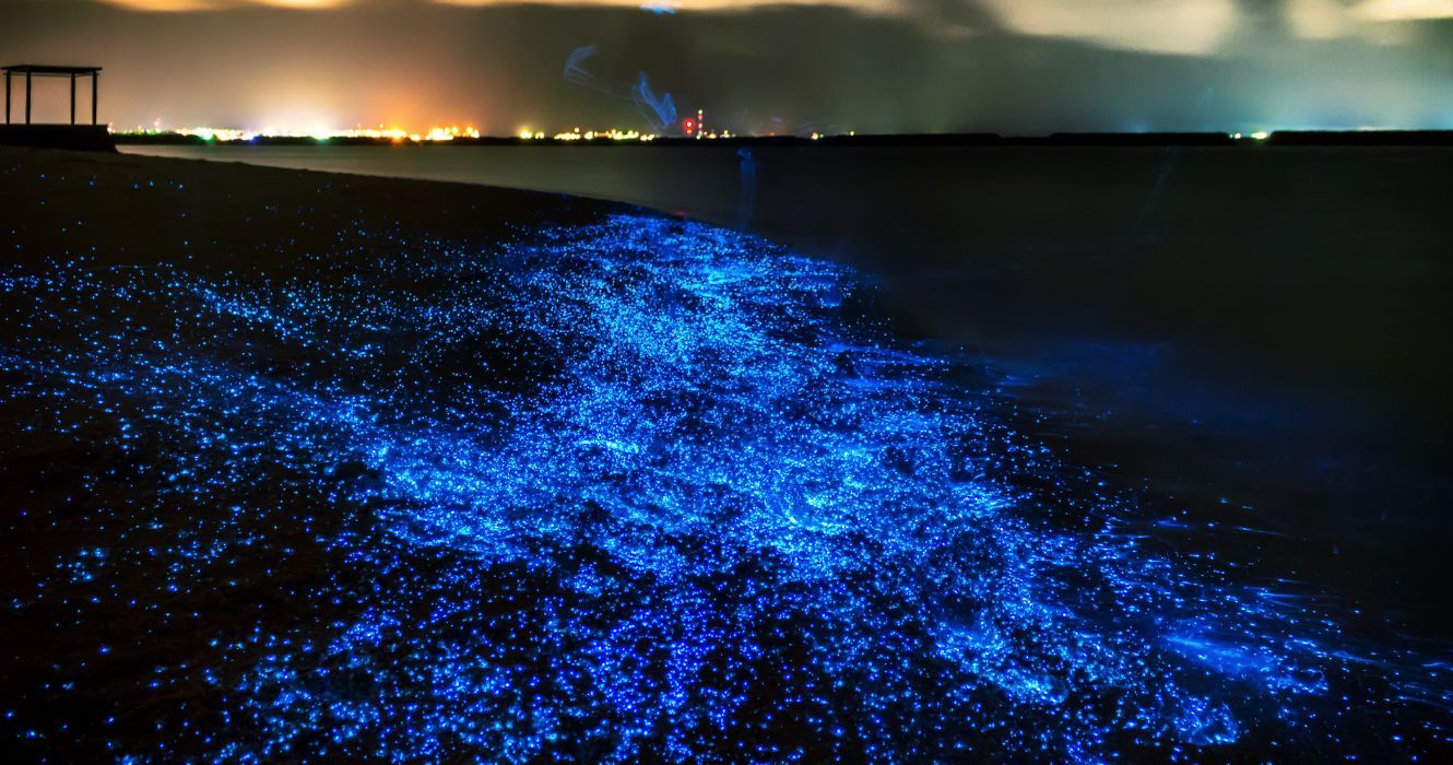 Mar de estrelas nas Maldivas: o que você precisa saber antes de ir 1 mar de estrelas praia brilhante na ilha de vaadhoo nas maldivas