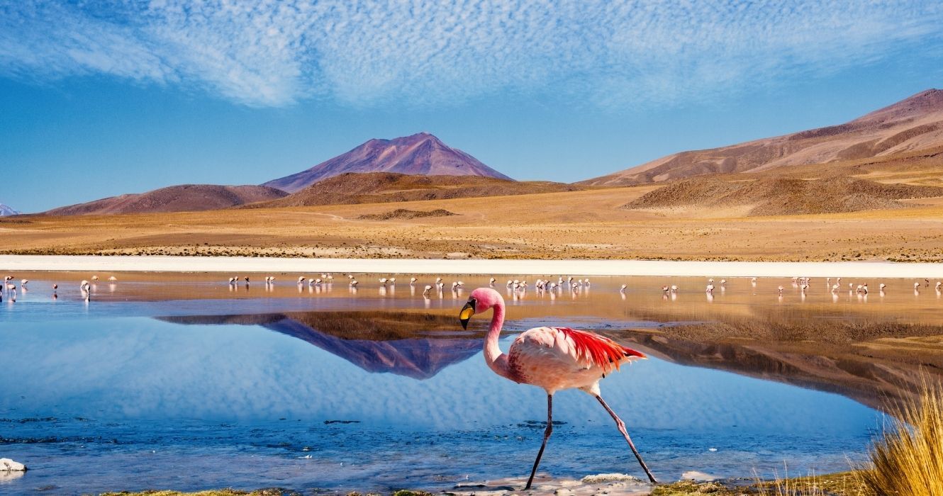 um flamingo caminhando por um lago no deserto de atacama