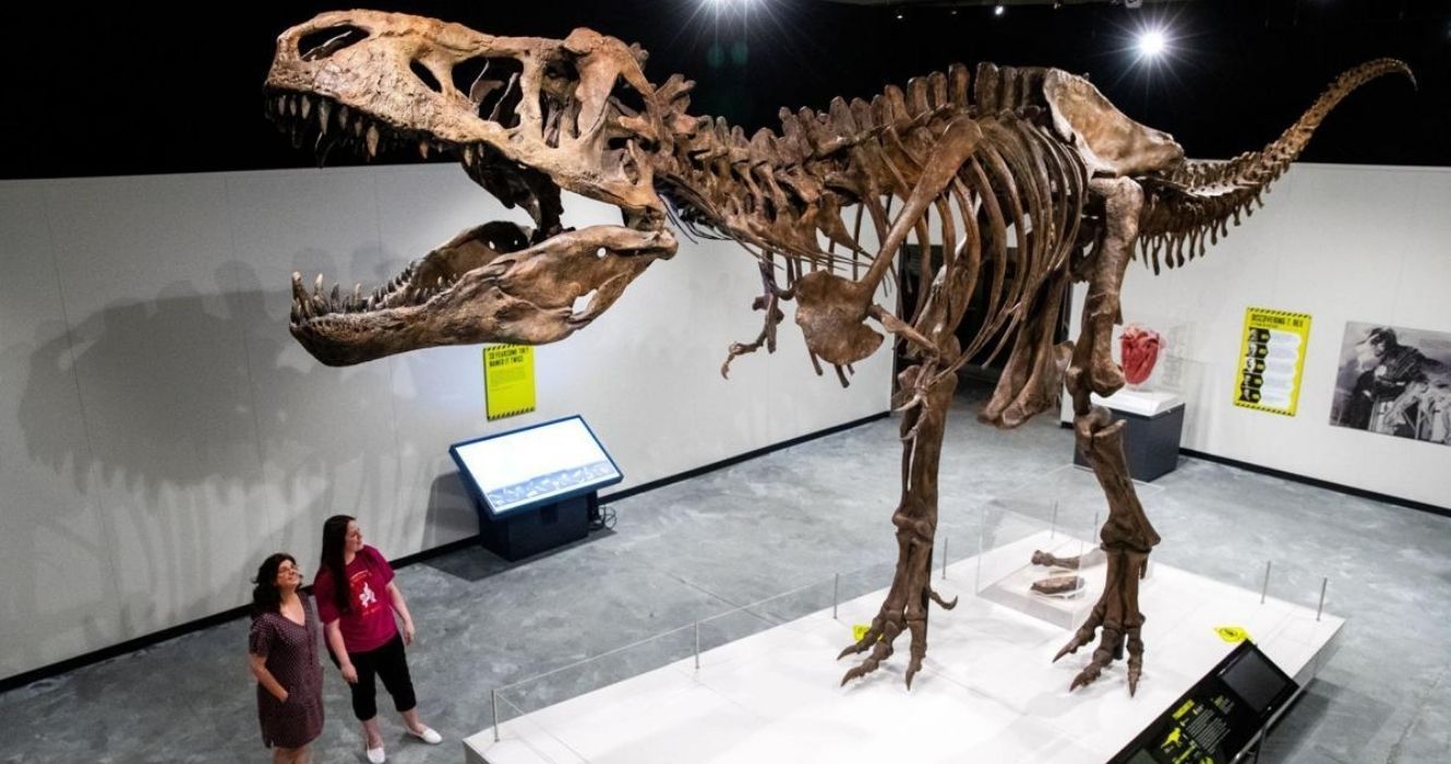O maior fóssil de dinossauro já encontrado pertencia a um T-Rex canadense de rédeas longas 1