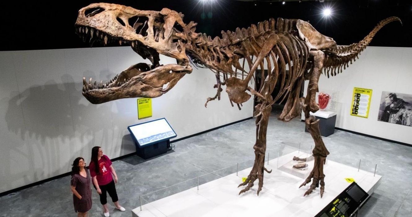 O maior fóssil de dinossauro já encontrado pertencia a um T-Rex canadense de rédeas longas 1 O maior fóssil de dinossauro já encontrado pertencia a um T-Rex canadense de rédeas longas 1