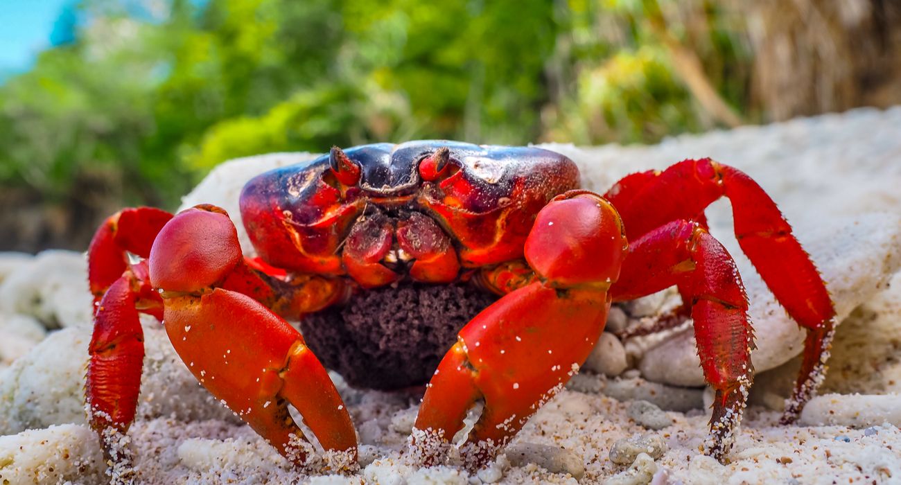 O que saber sobre a Ilha Christmas, também conhecida como Ilha dos Caranguejos 1 Caranguejo Vermelho da Ilha Christmas