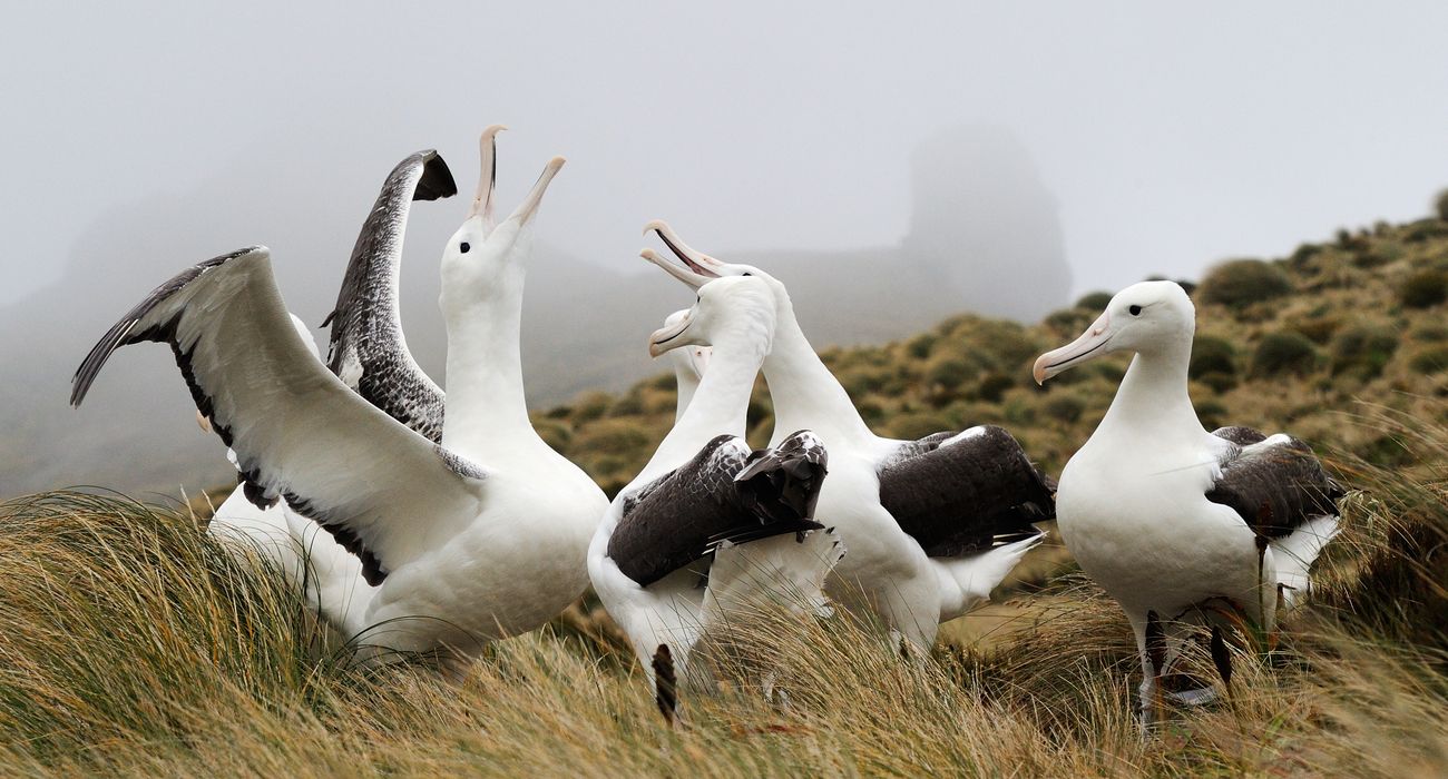 Passeie pela Península de Otago para ver a única colônia de albatrozes da Nova Zelândia 1 Albatroz Real do Sul