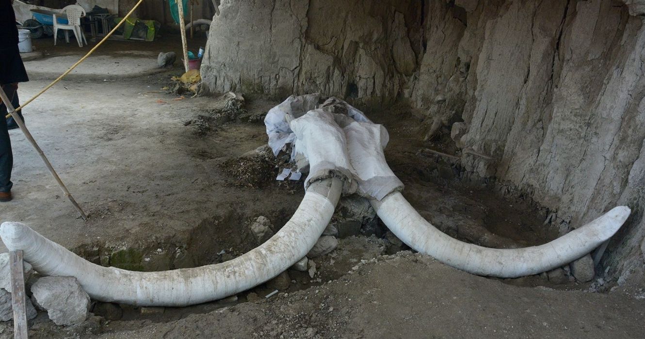 Um canteiro de obras na Cidade do México acaba de desenterrar 200 esqueletos de mamute 1