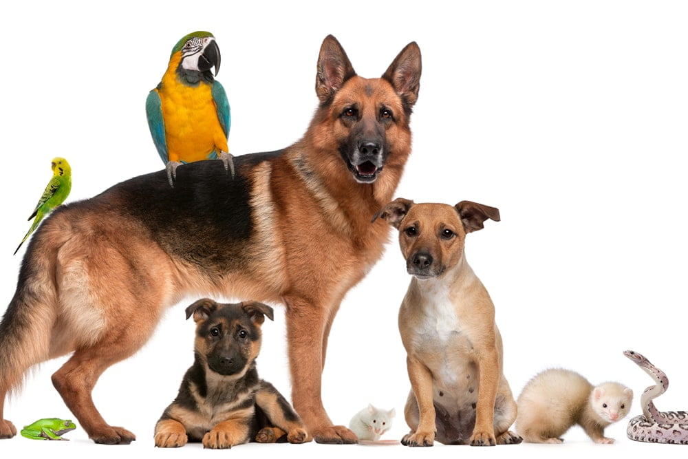 jogo do bicho no Brasil